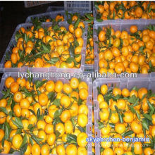 Желтые оранжевые фрукты / имена красных фруктов